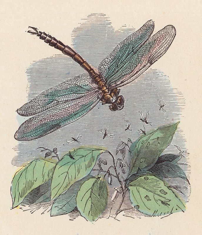Dragonfly (farget gravering) av French School