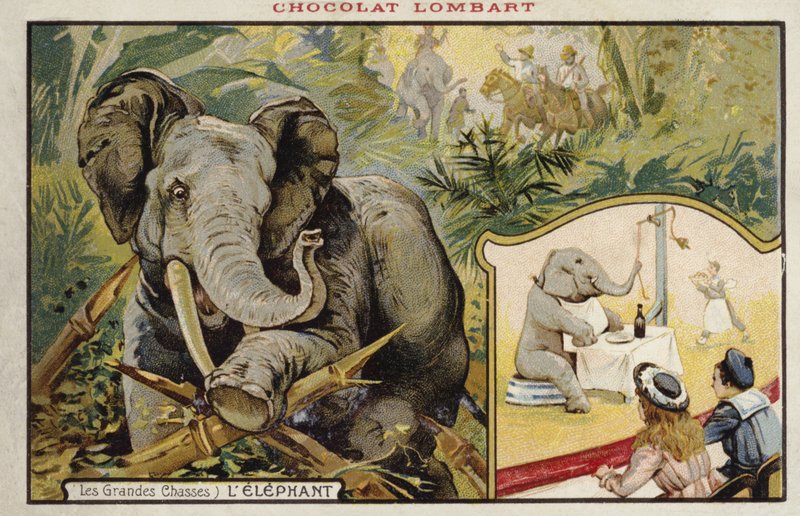 Elefant av French School
