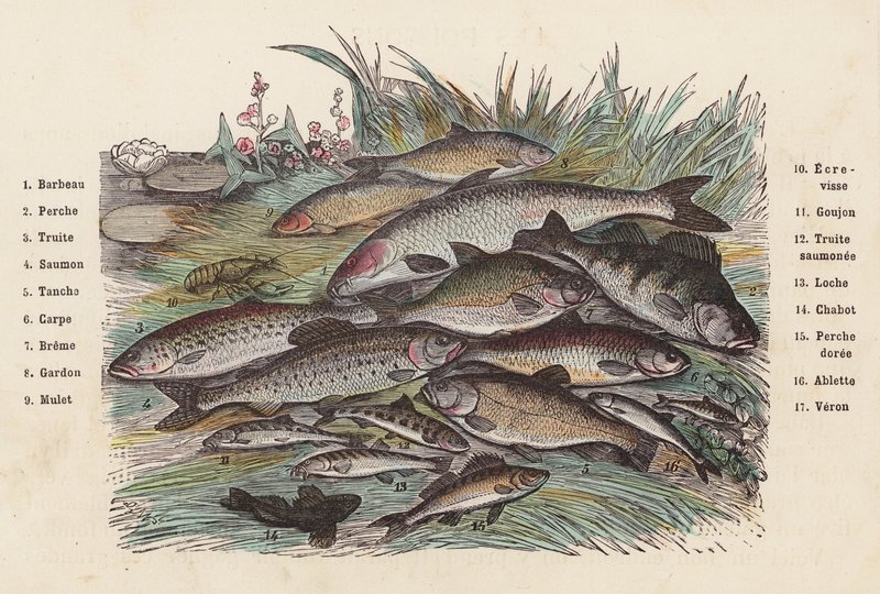 Fisk (farget gravering) av French School