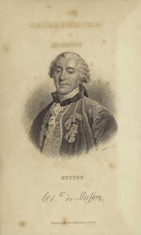Georges-Louis Leclerc, greve av Buffon av French School