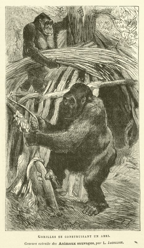 Gorillaer som bygger et ly (gravering) av French School