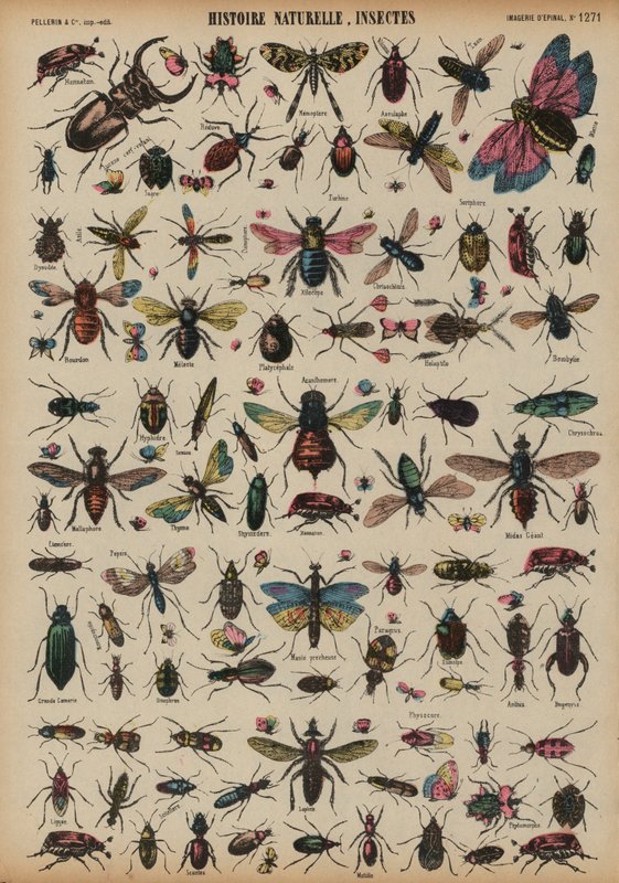 Insekter (farget gravering) av French School
