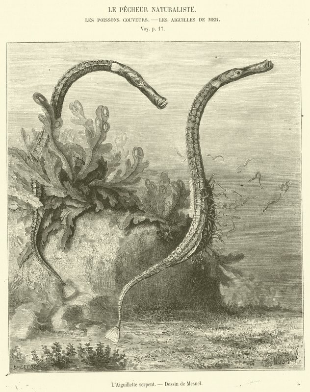 The Snake Aiguillette (gravering) av French School