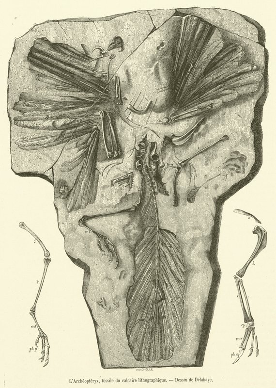 Archaeopteryx , fossil fra litografisk kalkstein (gravering) av French School