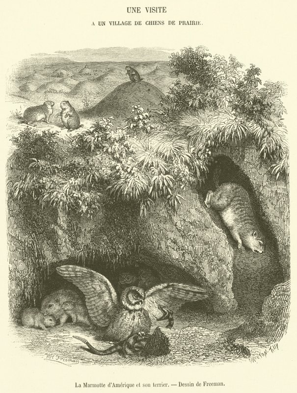 The Groundhog og dens hule (gravering) av French School