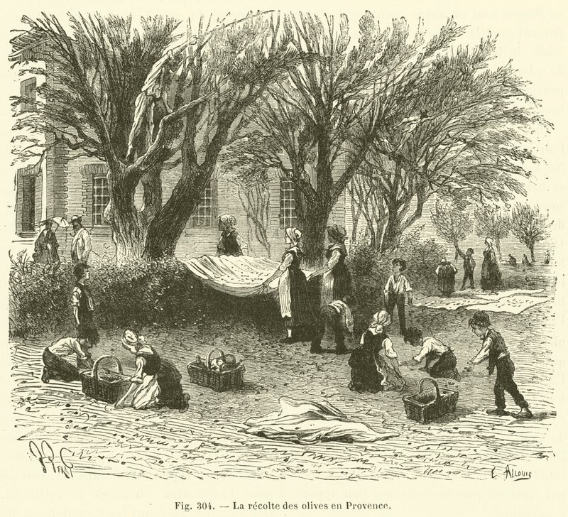 Høste oliven i Provence (gravering) av French School