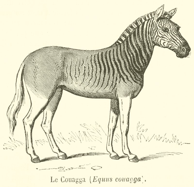 Le Couagga, Equus couagga (gravering) av French School