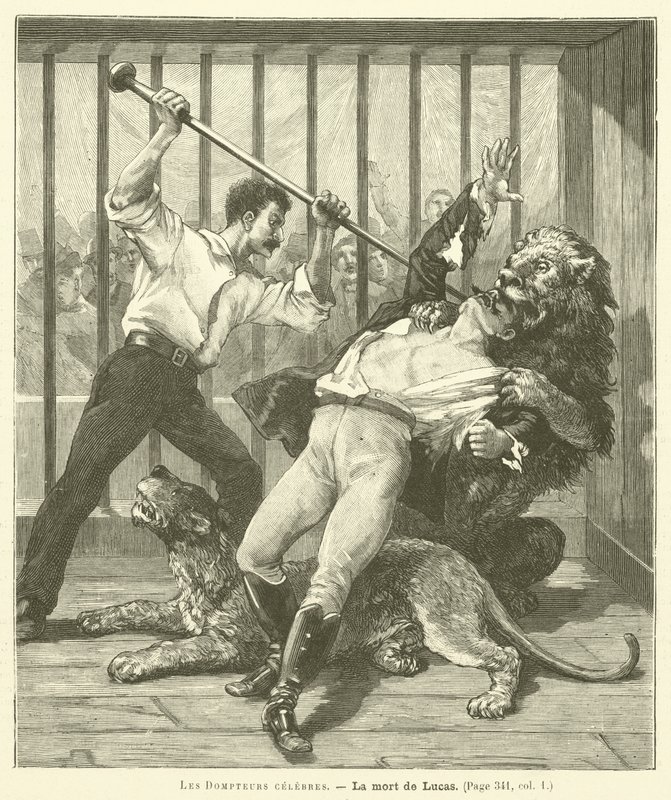 The Tamer Lucas av French School