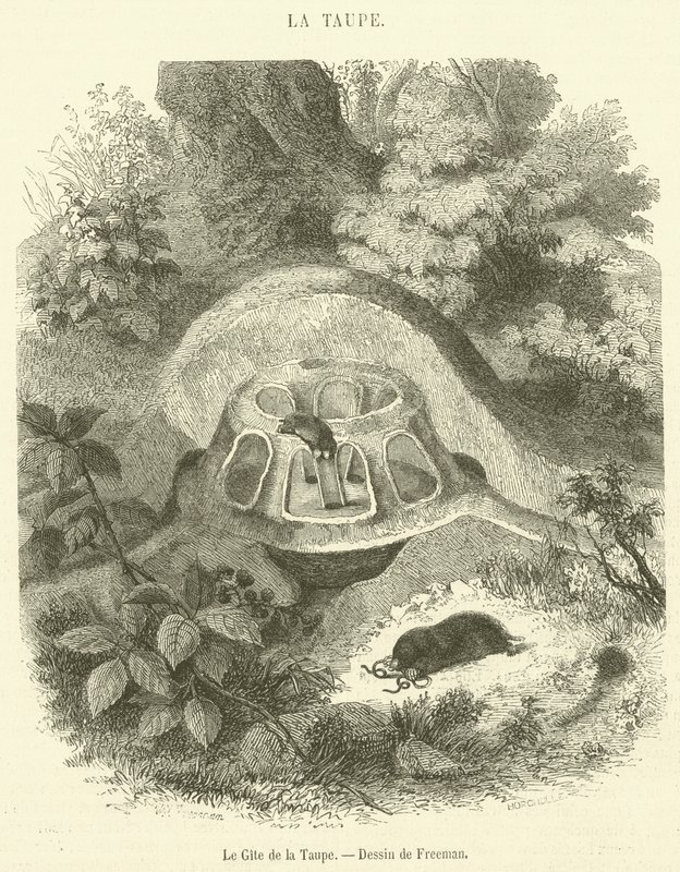 The Cottage of the Mole (gravering) av French School