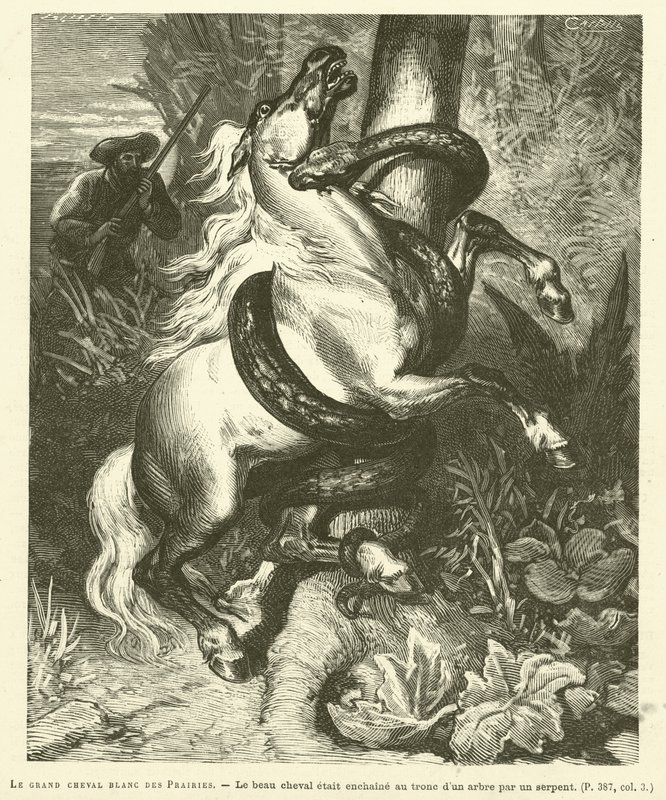 The Great White Horse Of The Prairies (gravering) av French School
