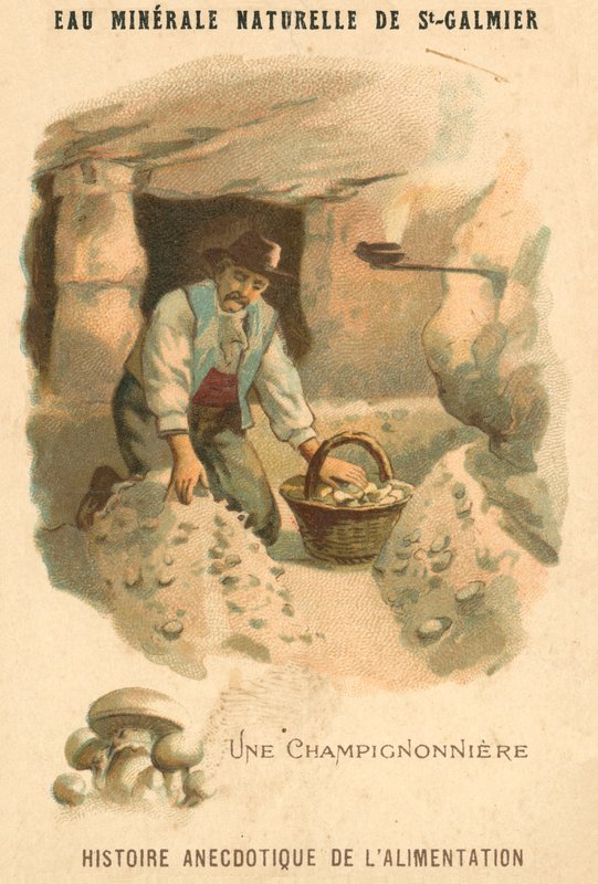 Soppdyrker (chromolitho) av French School