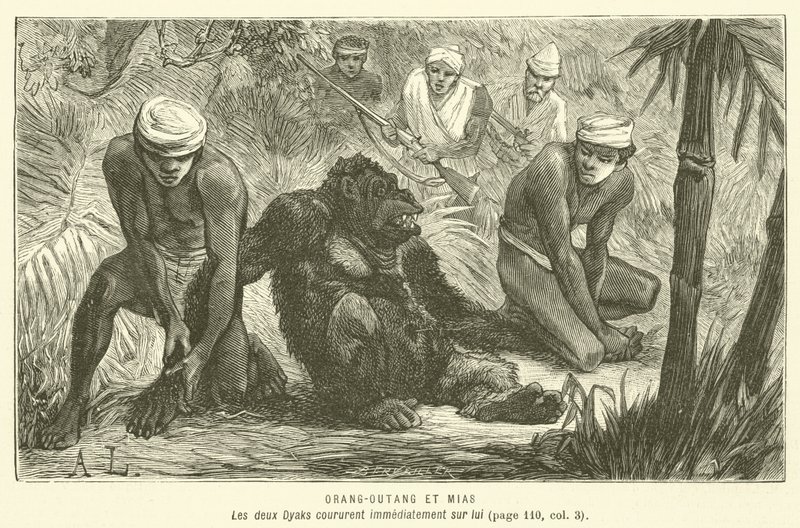 Orang-Outang Et Mias (gravering) av French School
