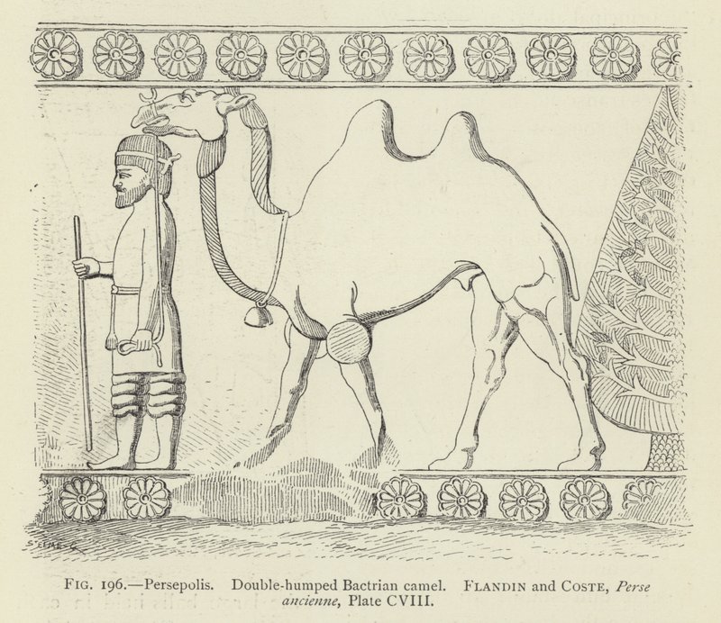 Persepolis, dobbeltpuklet baktrisk kamel av French School