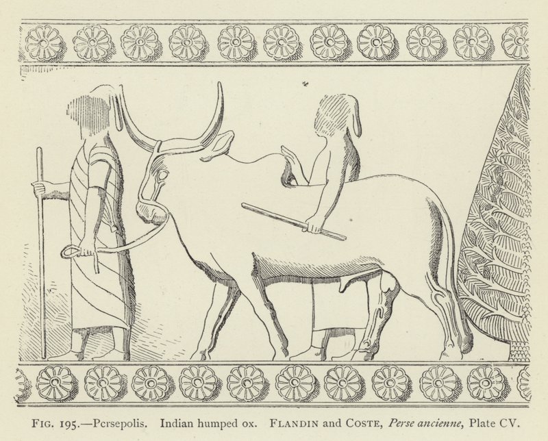 Persepolis, indisk pukkelokse av French School