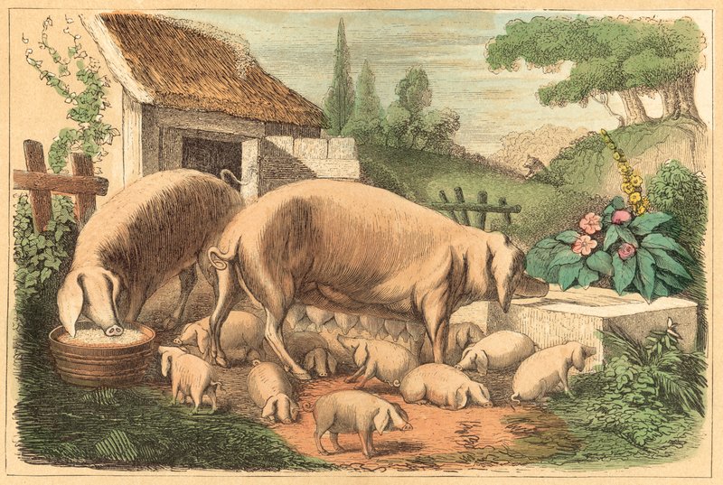 Gris (farget gravering) av French School