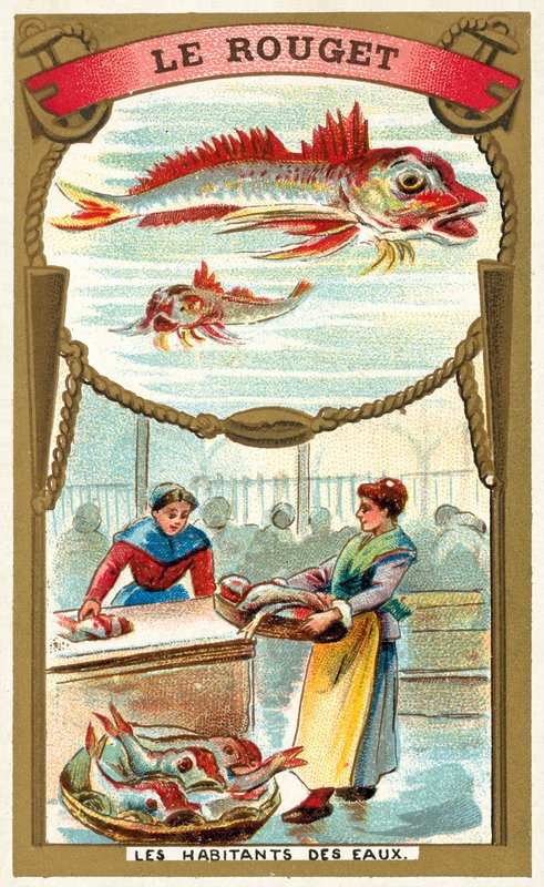 Rød multe (chromolitho) av French School