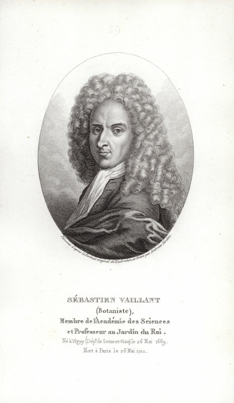 Sebastien Vaillant av French School