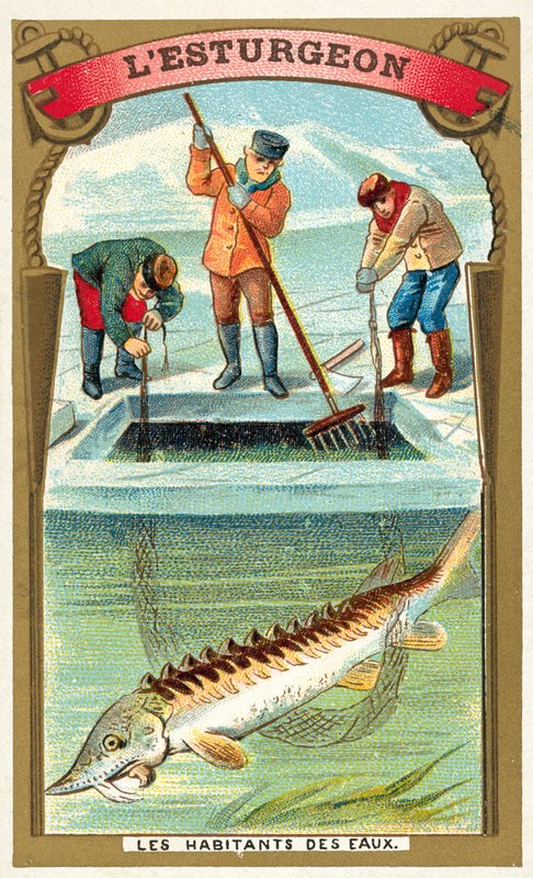 Stør (chromolitho) av French School