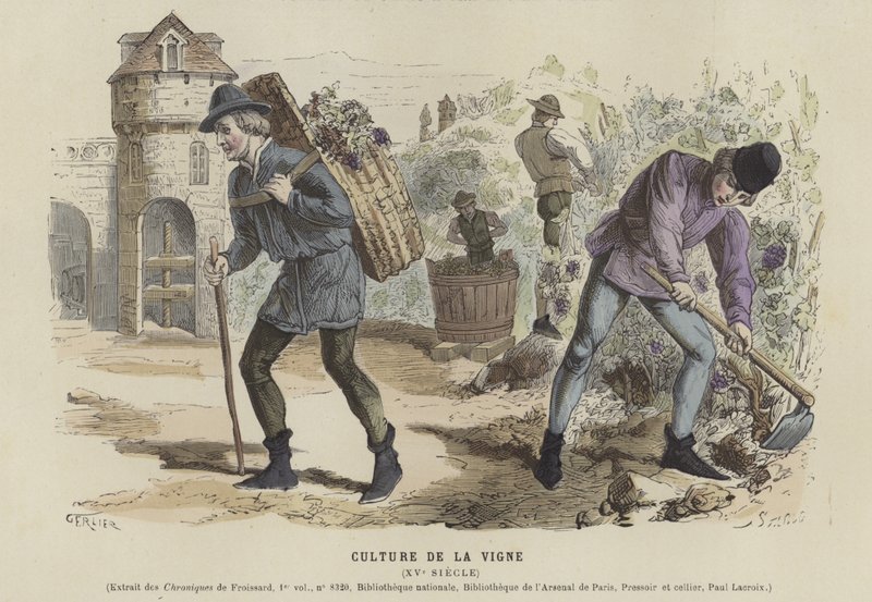 Vindyrking, 1400-tallet av French School