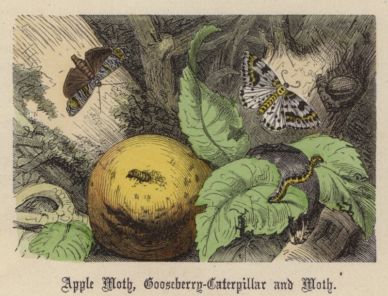 Eplemøll, stikkelsbær-larve og møll (farget gravering) av Friedrich Specht