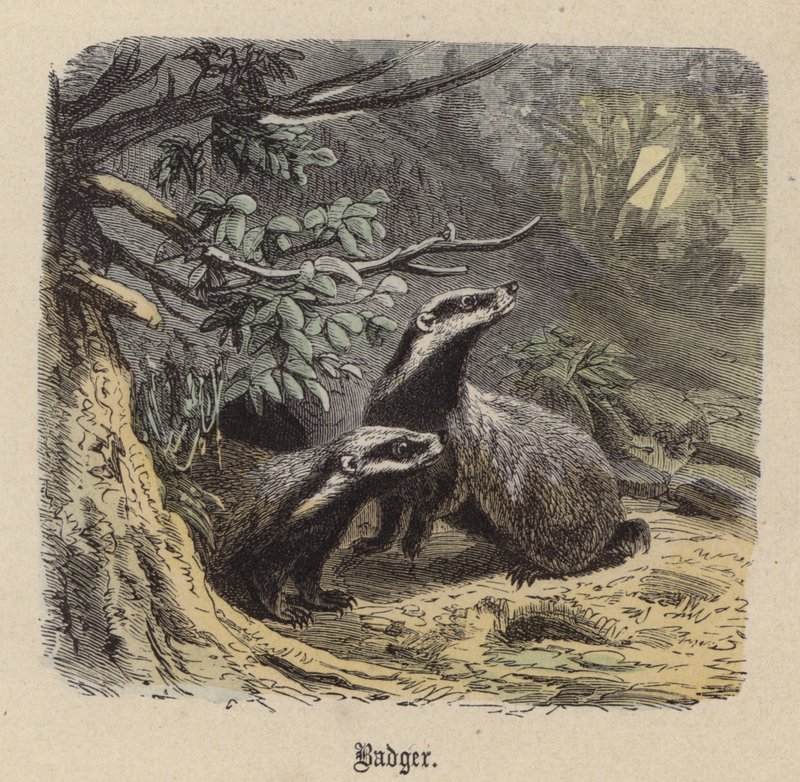 Grevling (farget gravering) av Friedrich Specht