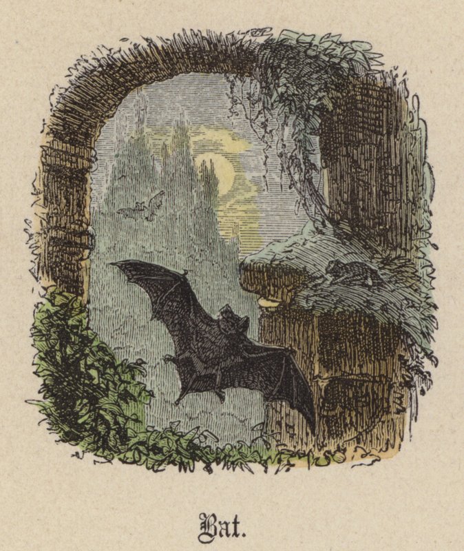 Flaggermus (farget gravering) av Friedrich Specht