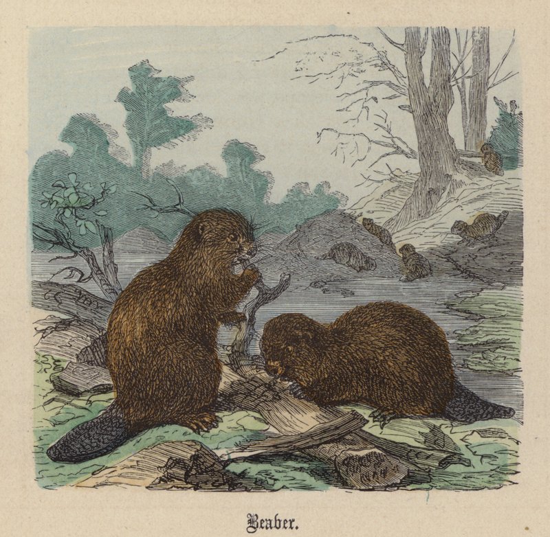 Bever (farget gravering) av Friedrich Specht