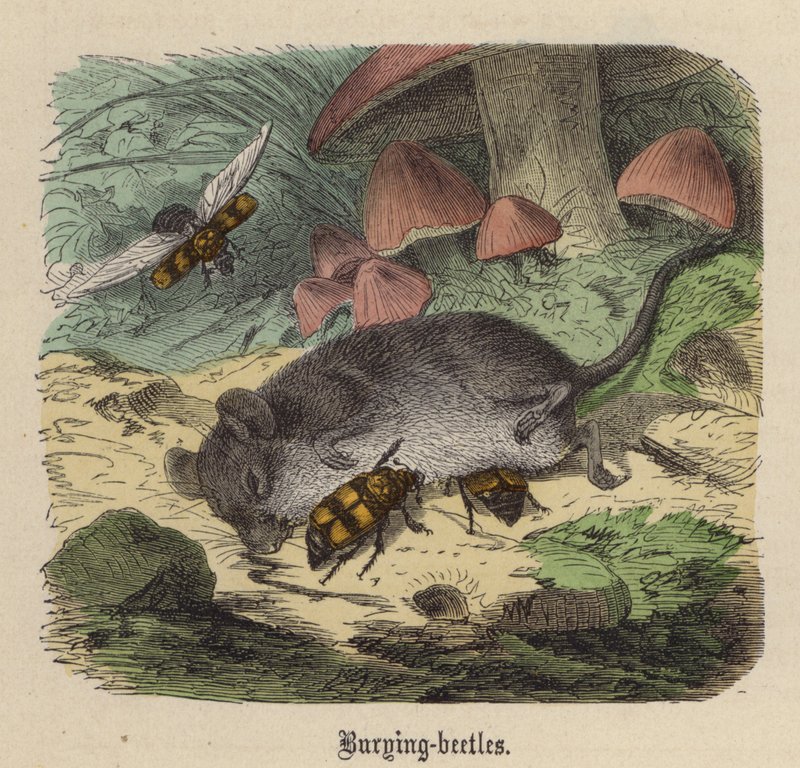 Begravelsesbiller (farget gravering) av Friedrich Specht