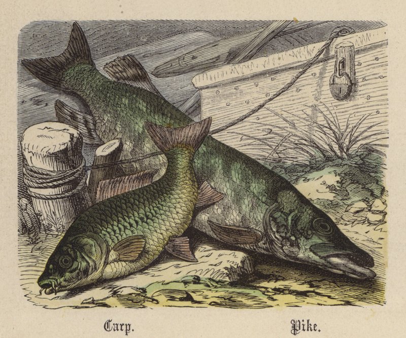 Karpe, gjedde (farget gravering) av Friedrich Specht