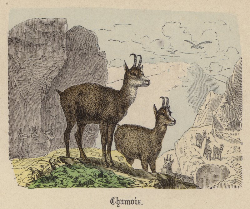 Chamois (farget gravering) av Friedrich Specht
