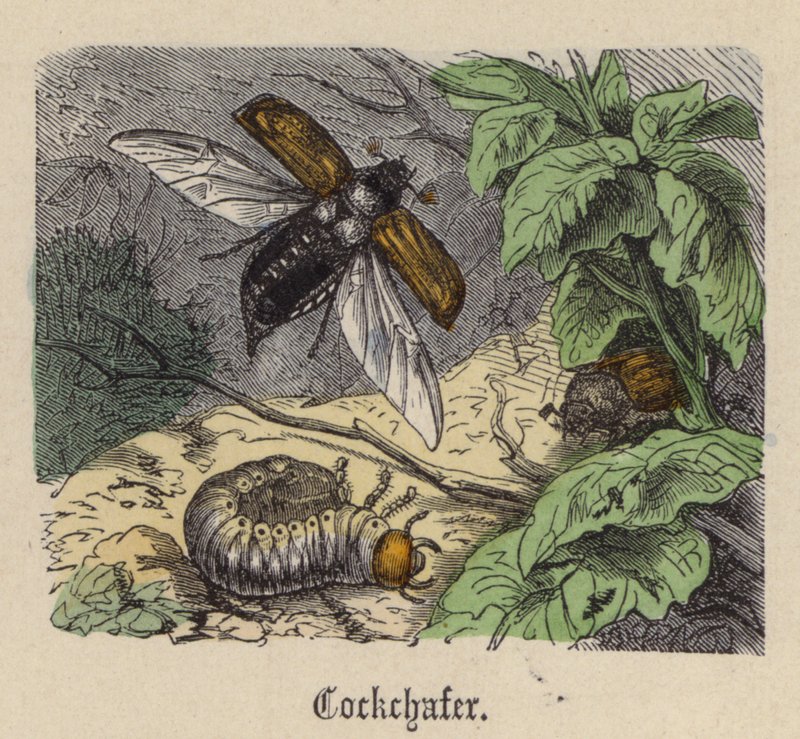 Cockchafer (farget gravering) av Friedrich Specht