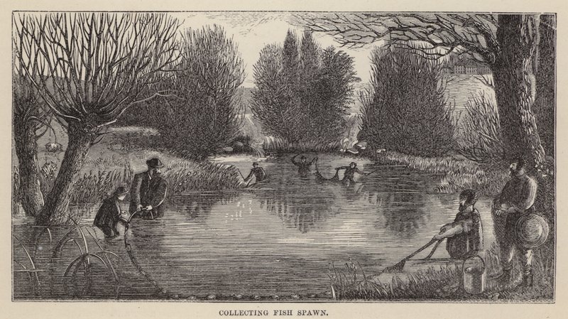 Samle fiskegyting (gravering) av Friedrich Specht