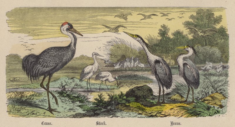 Crane, Stork, Heron (farget gravering) av Friedrich Specht