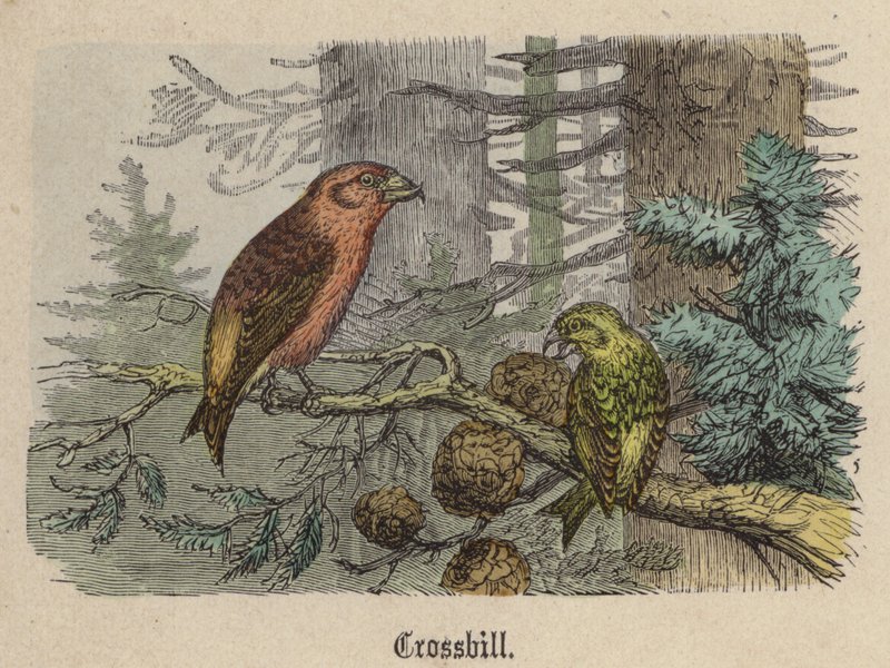 Korsnebb (farget gravering) av Friedrich Specht