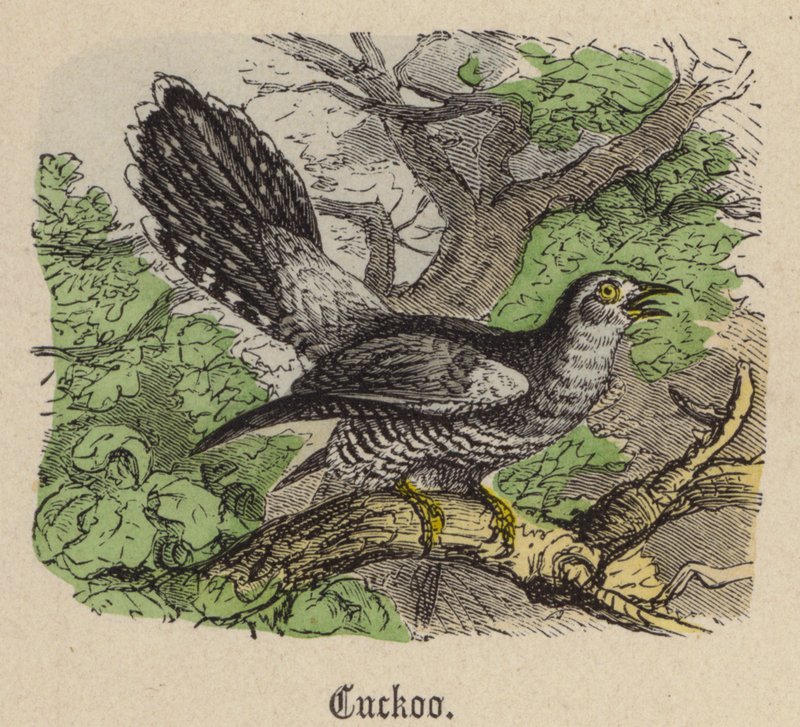 Gjøk (farget gravering) av Friedrich Specht