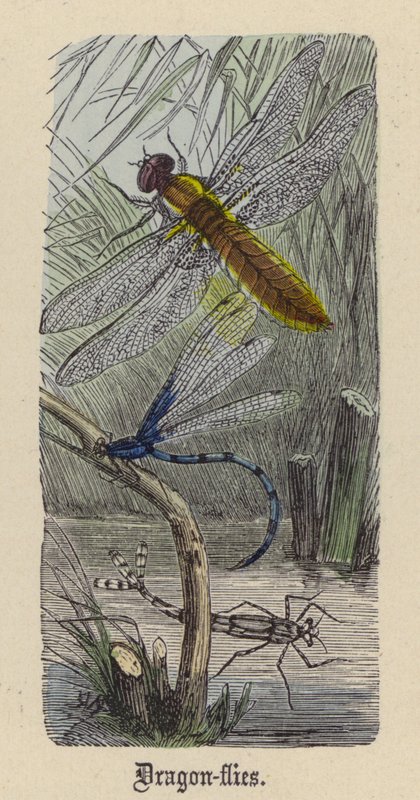 Dragon-fluer (farget gravering) av Friedrich Specht