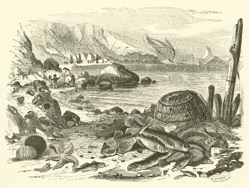 Fiske (gravering) av Friedrich Specht
