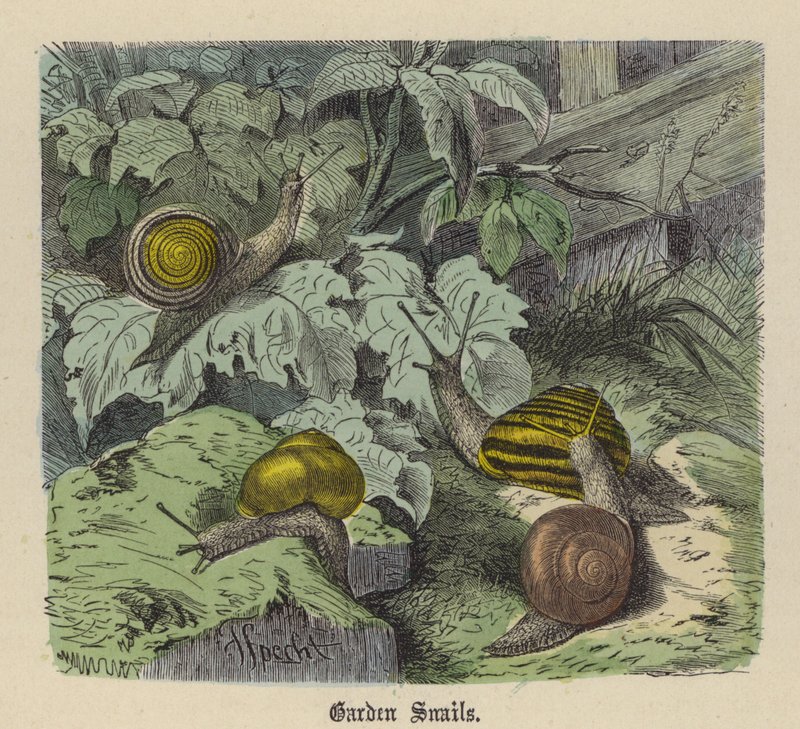 Hagesnegler (farget gravering) av Friedrich Specht