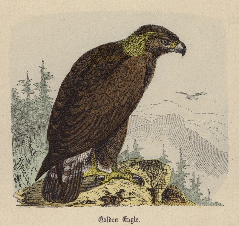 Golden Eagle (farget gravering) av Friedrich Specht