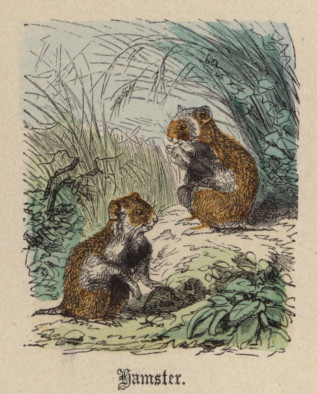 Hamster (farget gravering) av Friedrich Specht