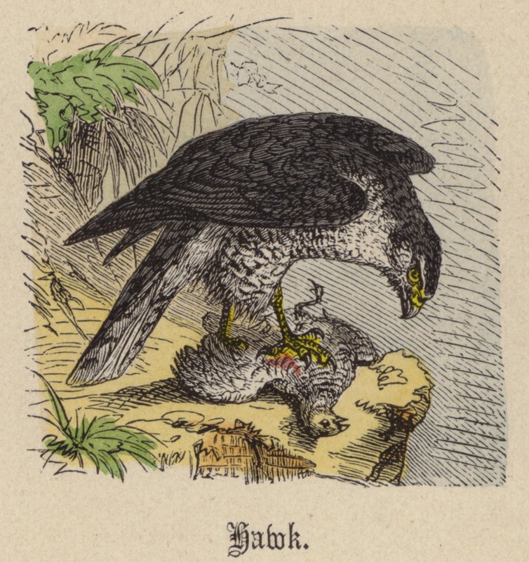 Hawk (farget gravering) av Friedrich Specht