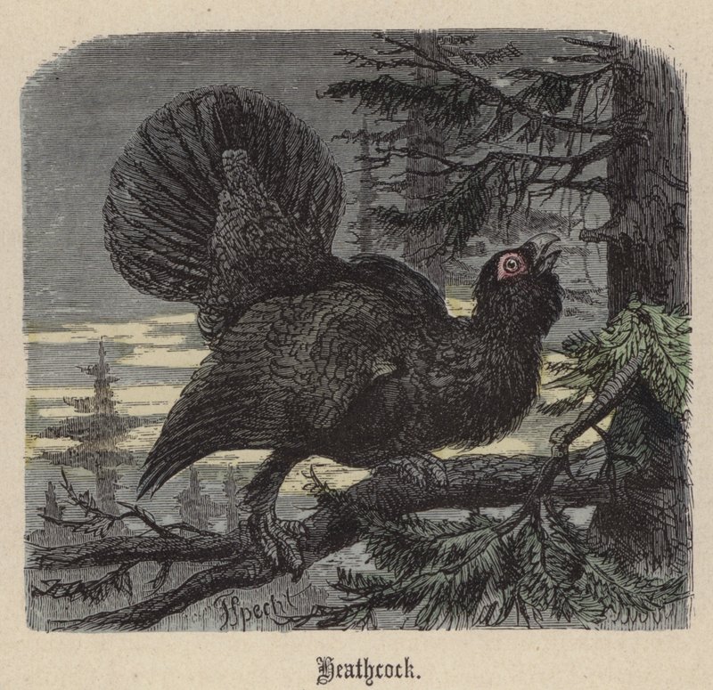 Heathcock (farget gravering) av Friedrich Specht