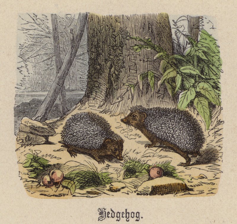 Hedgehog (farget gravering) av Friedrich Specht