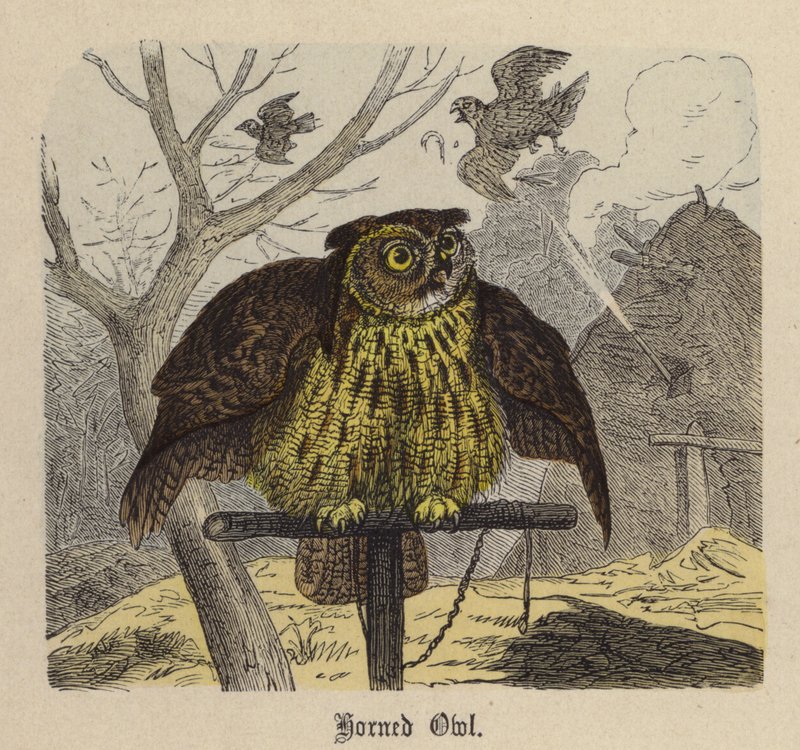Hornugle (farget gravering) av Friedrich Specht