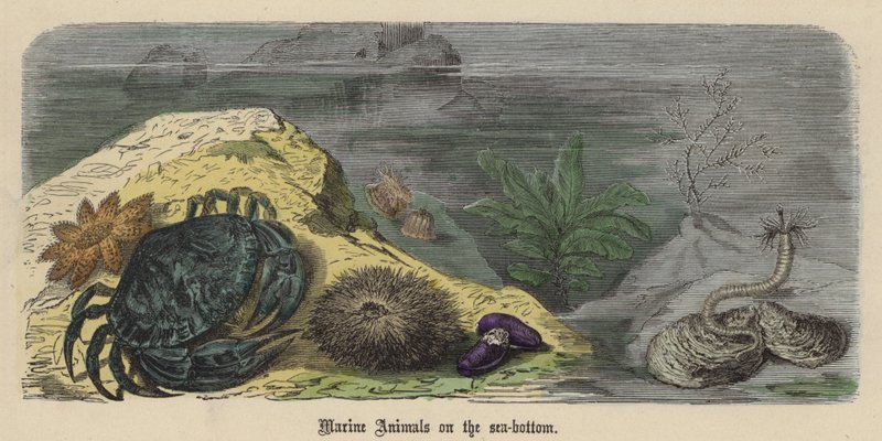 Marine dyr på havbunnen (farget gravering) av Friedrich Specht