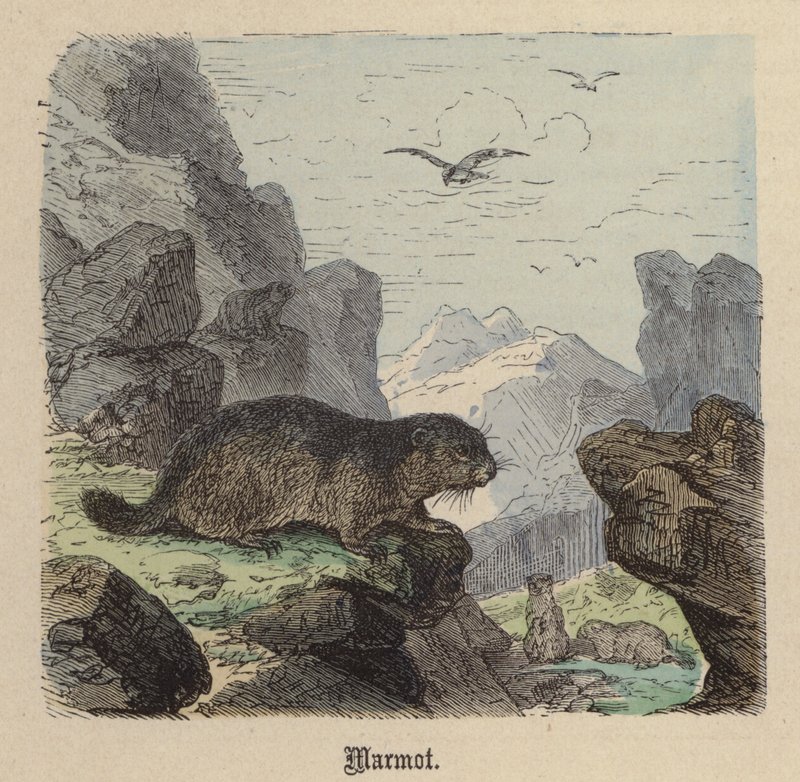 Murmeldyr (farget gravering) av Friedrich Specht
