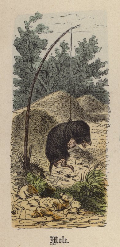 Føflekk (farget gravering) av Friedrich Specht