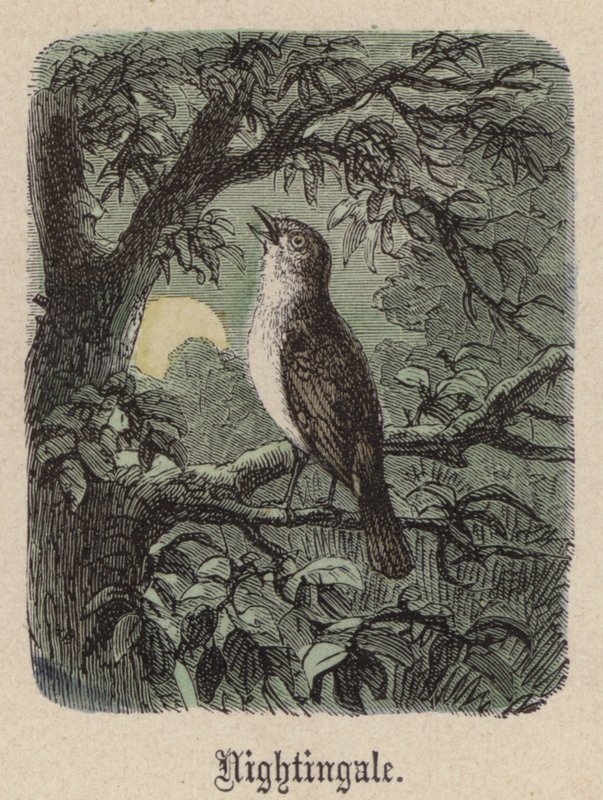 Nattergal (farget gravering) av Friedrich Specht