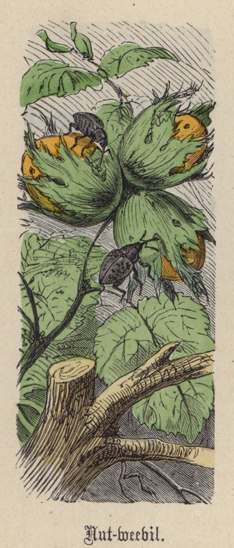 Nøttesvit (farget gravering) av Friedrich Specht