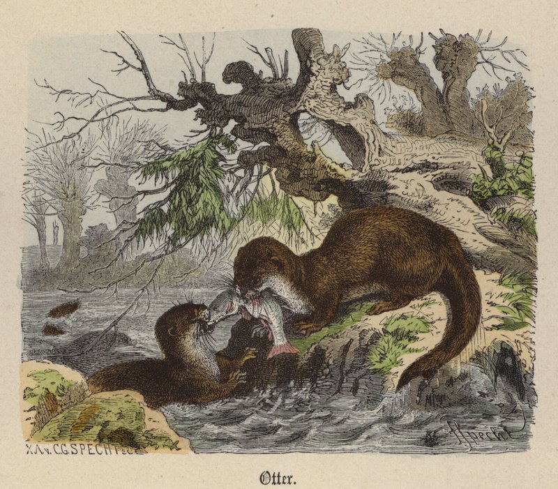 Otter (farget gravering) av Friedrich Specht